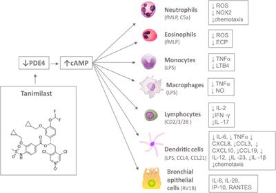 Tanimilast, A Novel Inhaled Pde4 Inhibitor for the Treatment of Asthma and Chronic Obstructive Pulmonary Disease